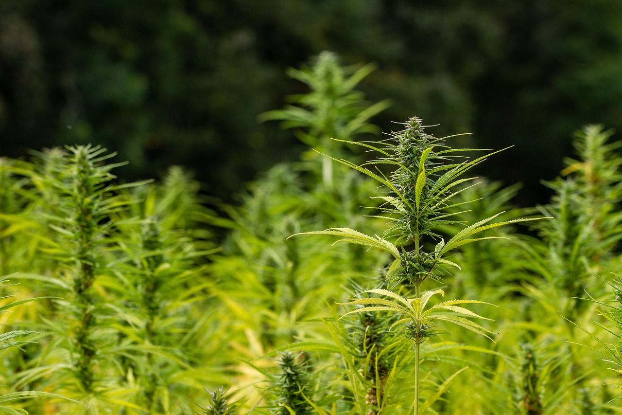 High Hemp Wraps: The Ultimate Natural Rolling Solution