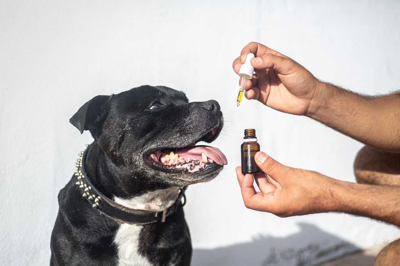 CBD for Dogs 2026: The Complete Guide to Veterinarian-Formulated Pet Hemp Products