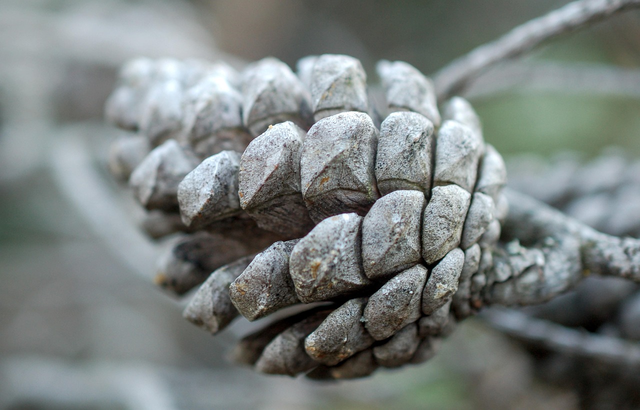 Exploring Hemp Cones: Benefits, Uses, And Why They're A Popular Choice?