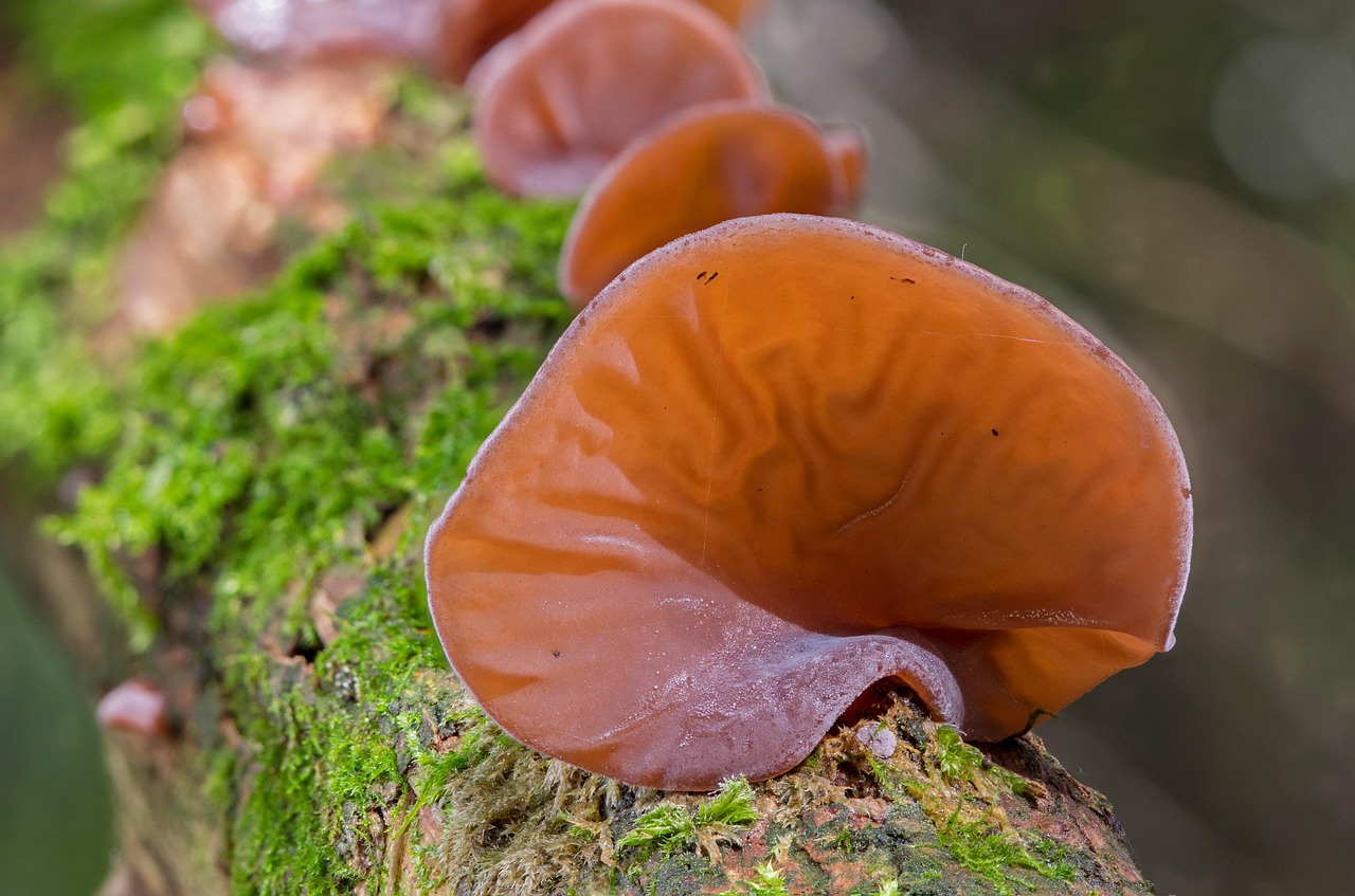 Why Buy Dried Mushrooms Online in Canada Instead of Fresh?