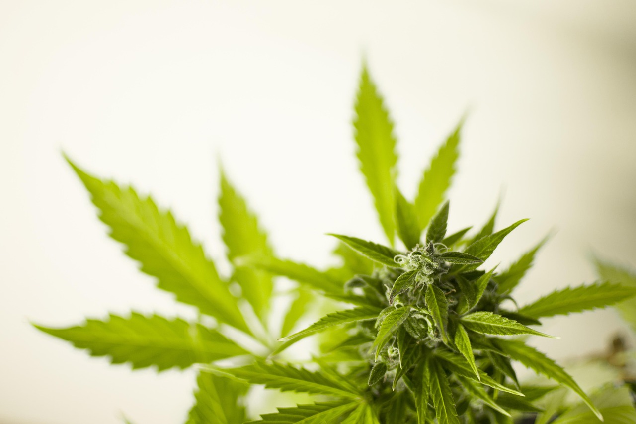 Why Natty Organic Hemp Wraps Are the Eco-Friendly Choice for Smokers?