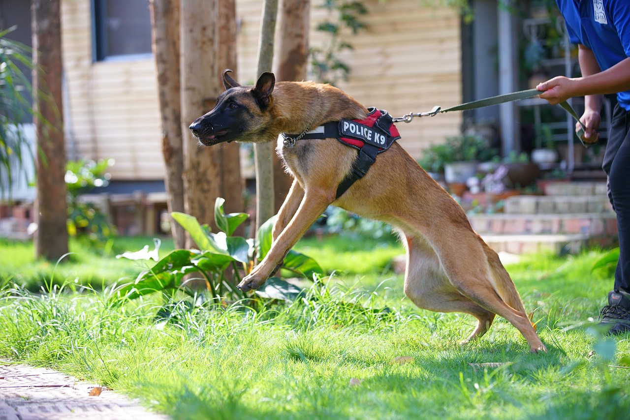Dog Bite Prevention: Insights from a Dog Bite Prevention Expert