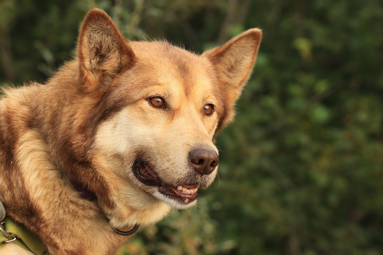 What Sets Alaska Pet Preform Manufacturers in India Apart?