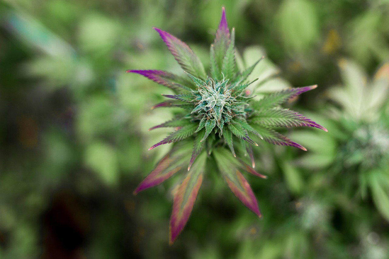 How to Apply CBD Beauty Products Correctly?
