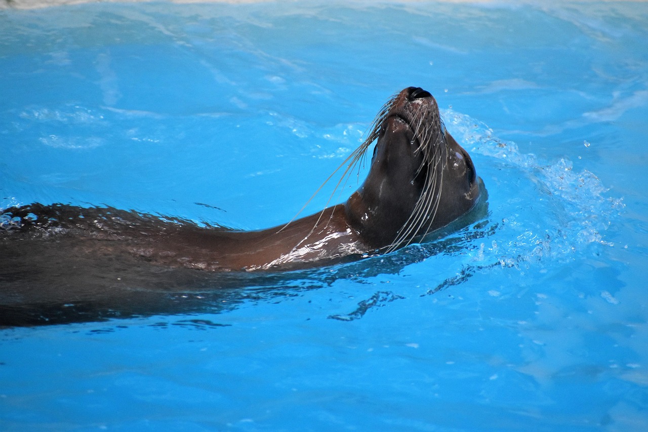 How to Choose the Right Expert Witness for Animal Behavior Testimony?