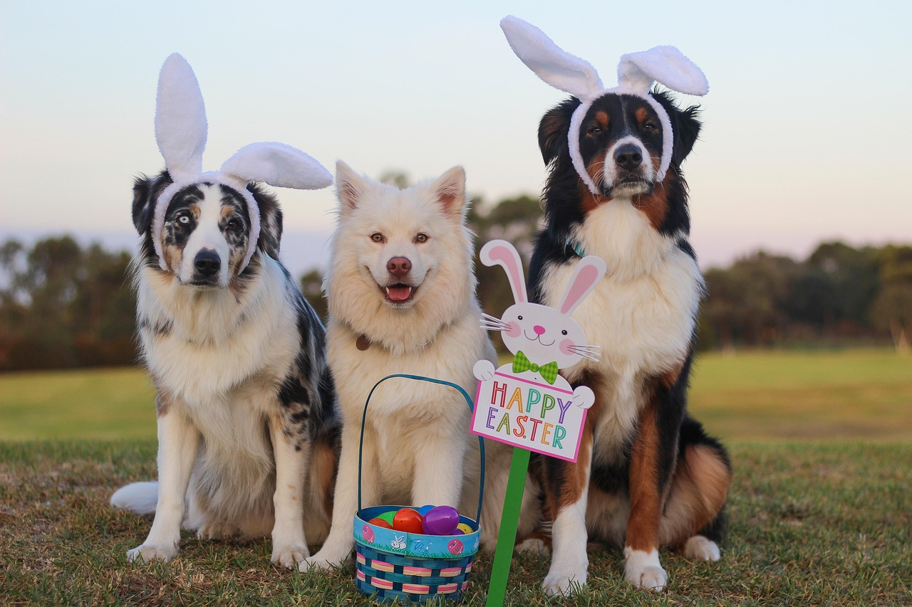5 Signs You Need a Dog Behavior Expert Witness