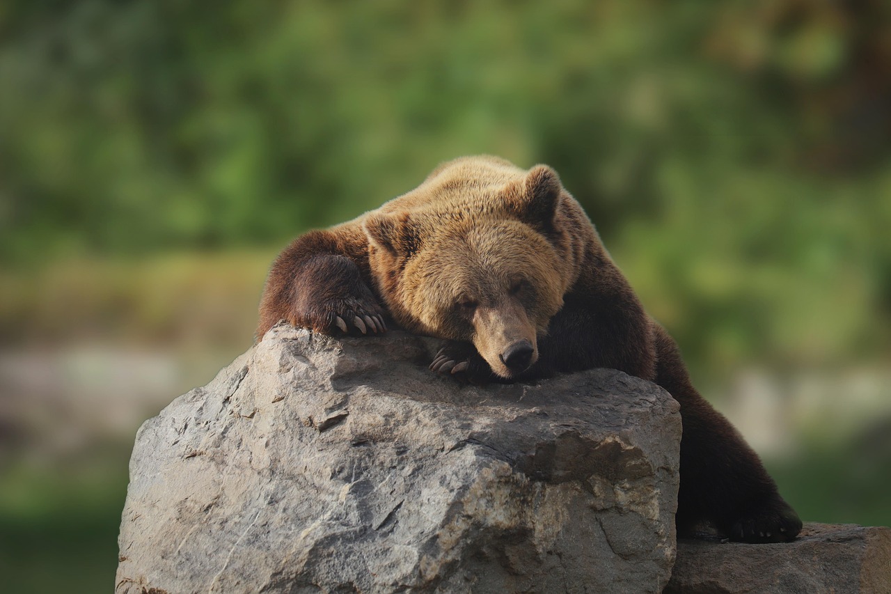 Reconnect with Nature in Style with Unique Big Bear Stays