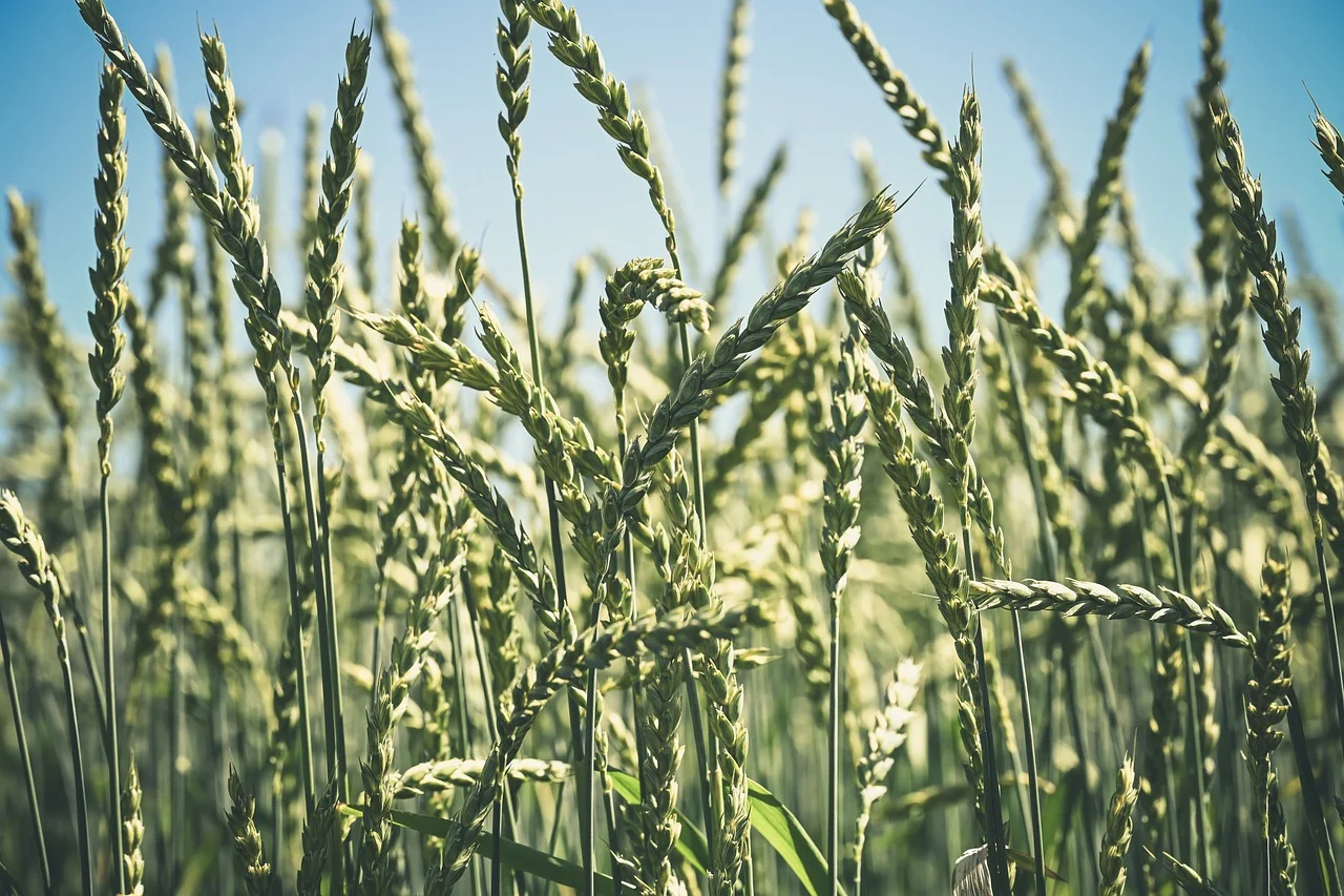 Spirulina Farming Solutions for Improved Efficiency