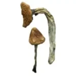 tools-incrementors-39912b0a3d4922349e89524575a9a332b1b3ec1ef51b918fc8a34ed8dfca6687