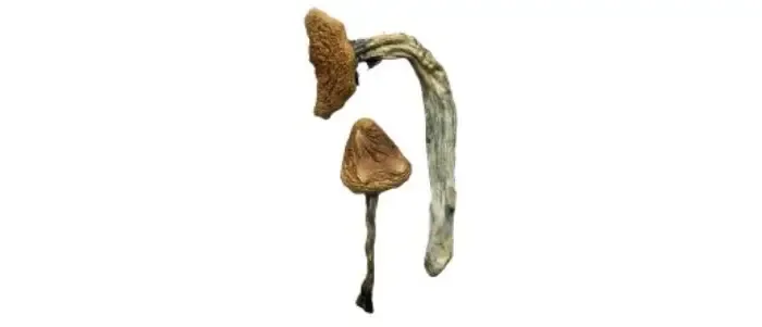 tools-incrementors-39912b0a3d4922349e89524575a9a332b1b3ec1ef51b918fc8a34ed8dfca6687